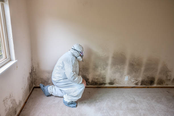 Best Mold Removal for HVAC Installations  in Lexington Hills, CA